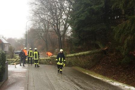Baum auf Strasse 2017 004