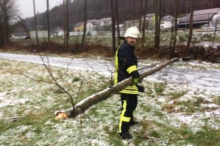 Baum auf Strasse 2017 006