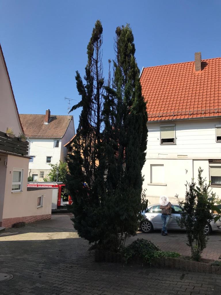 F 2 Brand Baum in Altstadt 2020 001