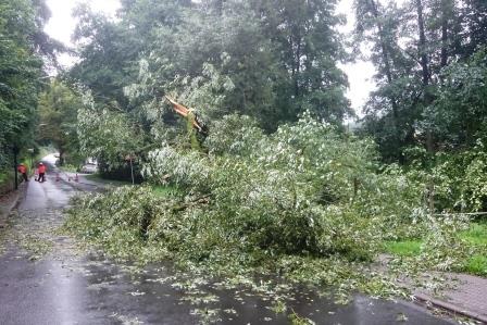 H 1 Baum auf Strasse 2017 002