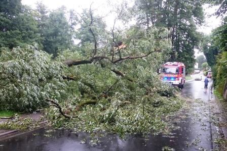 H 1 Baum auf Strasse 2017 003