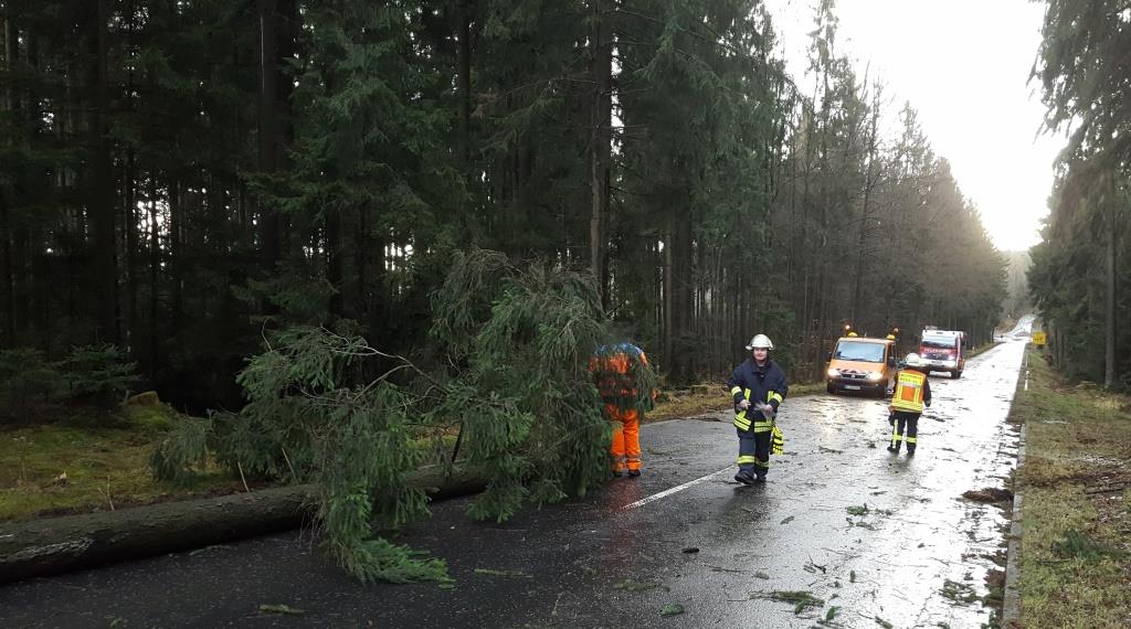 H 1 Baum auf Strasse 2018 014