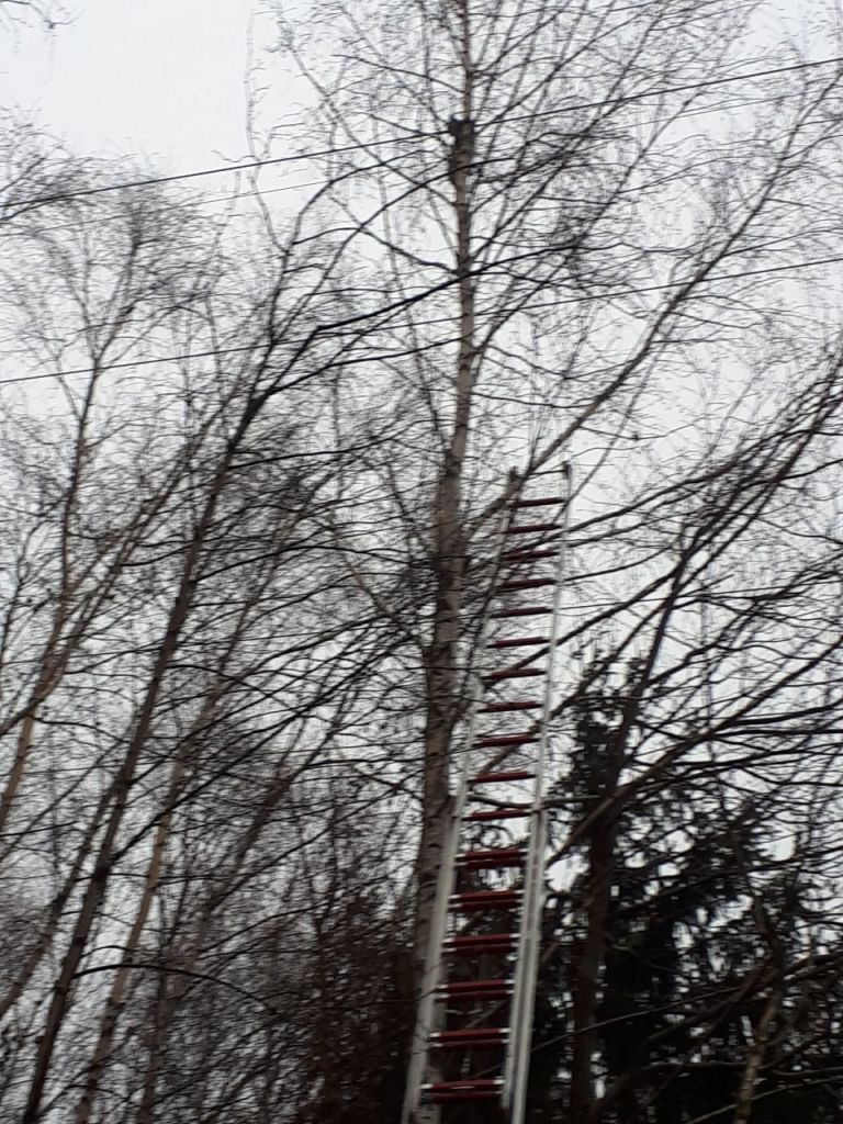 Tierrettung Katze auf Baum 2018 003