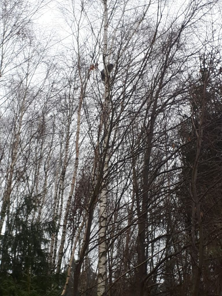 Tierrettung Katze auf Baum 2018 004