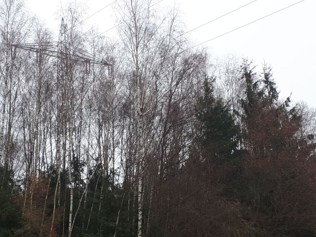 Tierrettung Katze auf Baum 2018 006
