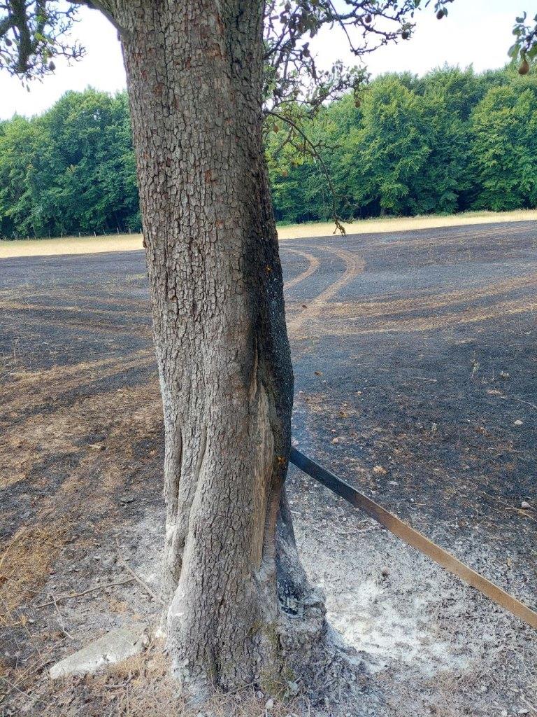 F 1 Flaechenbrand Feld 2022 002