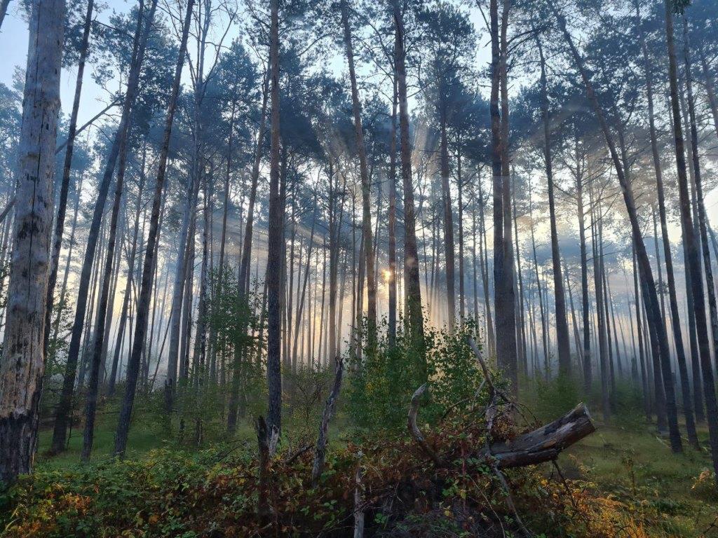 F 2 Wald Ausbreitung 2022 012