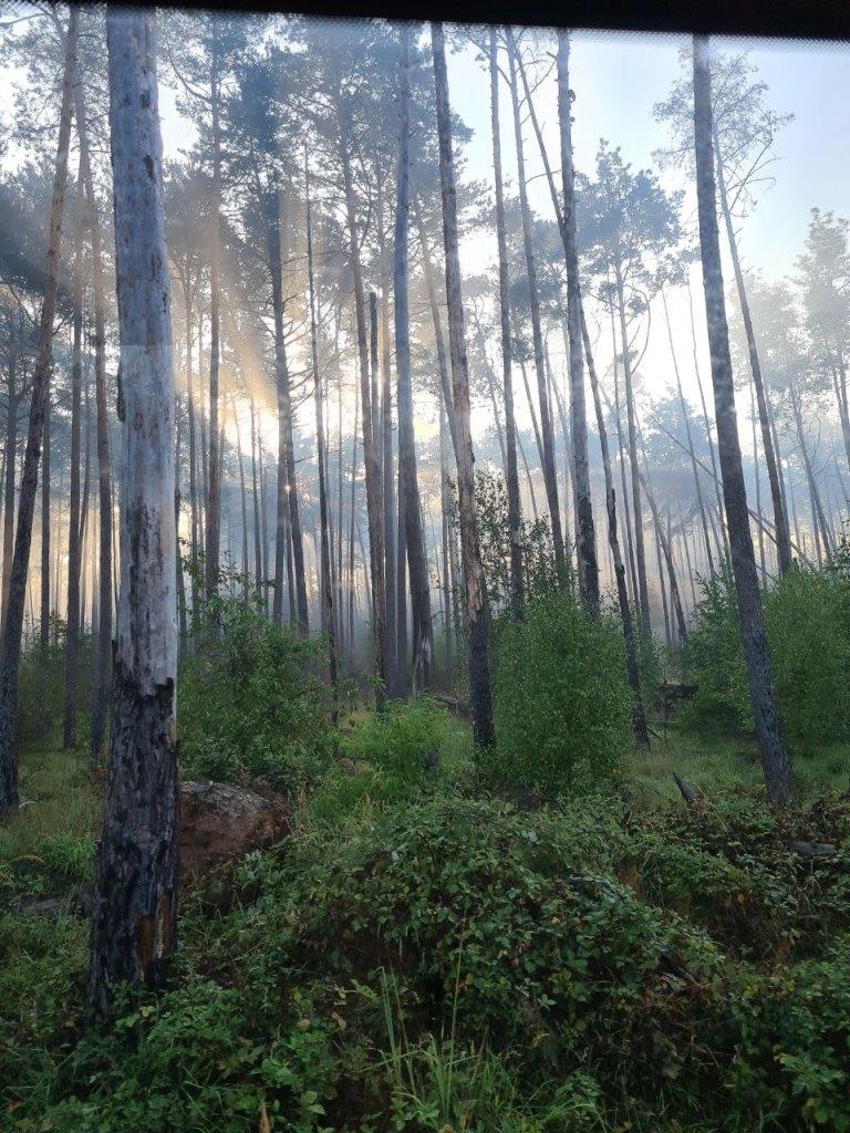 F 2 Wald Ausbreitung 2022 016