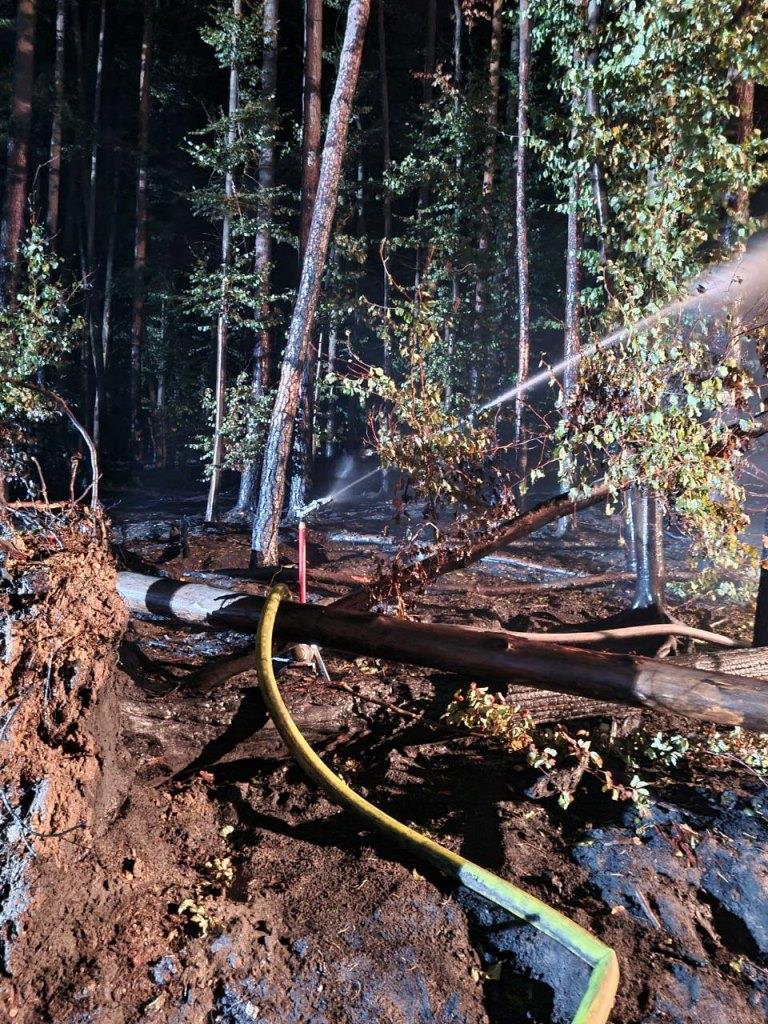 F 2 Wald Ausbreitung 2022 034