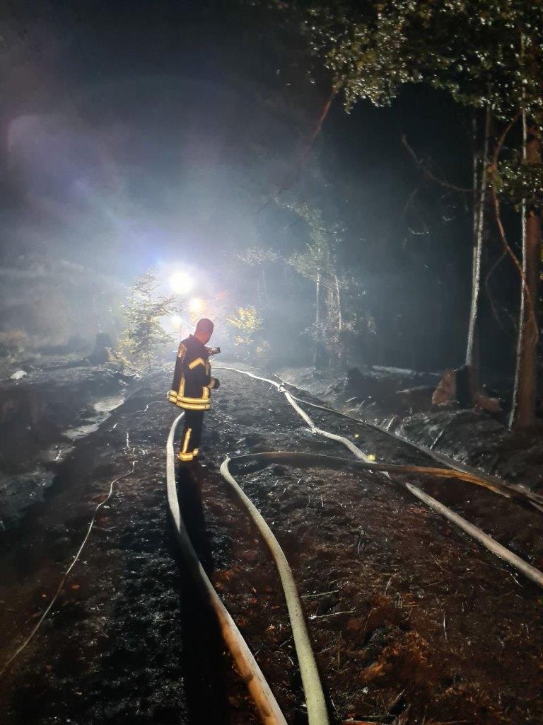 F 2 Wald Ausbreitung 2022 036