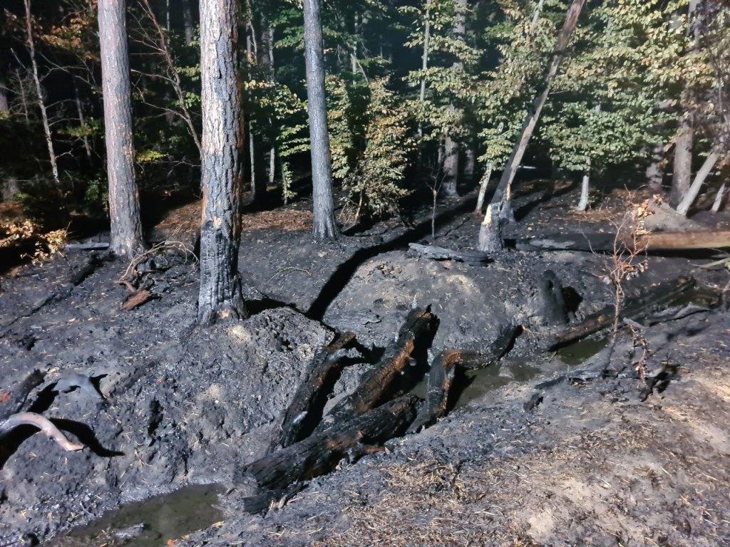 F 2 Wald Ausbreitung 2022 038