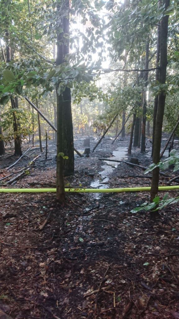 F 2 Wald Ausbreitung 2022 055