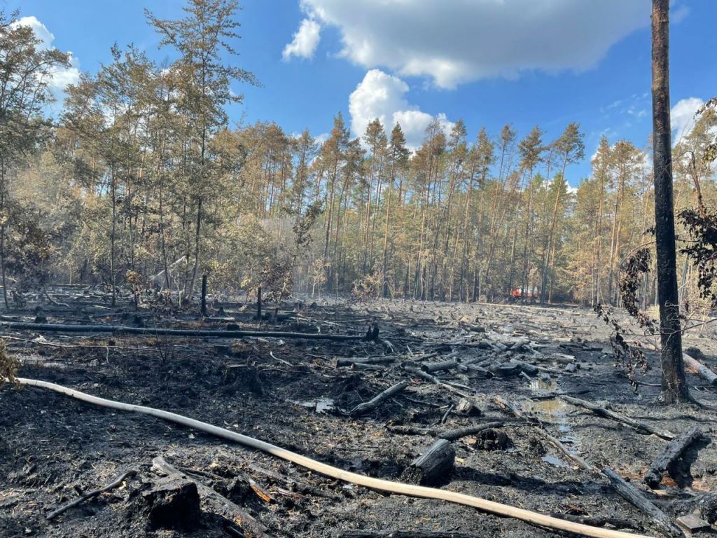 F 2 Wald Ausbreitung 2022 063