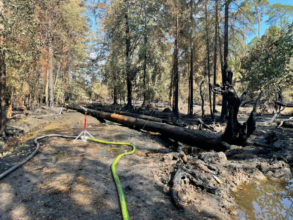 F 2 Wald Ausbreitung 2022 066
