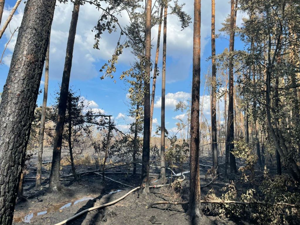 F 2 Wald Ausbreitung 2022 067