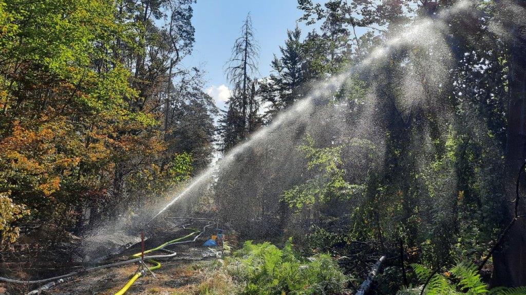F 2 Wald Ausbreitung 2022 078