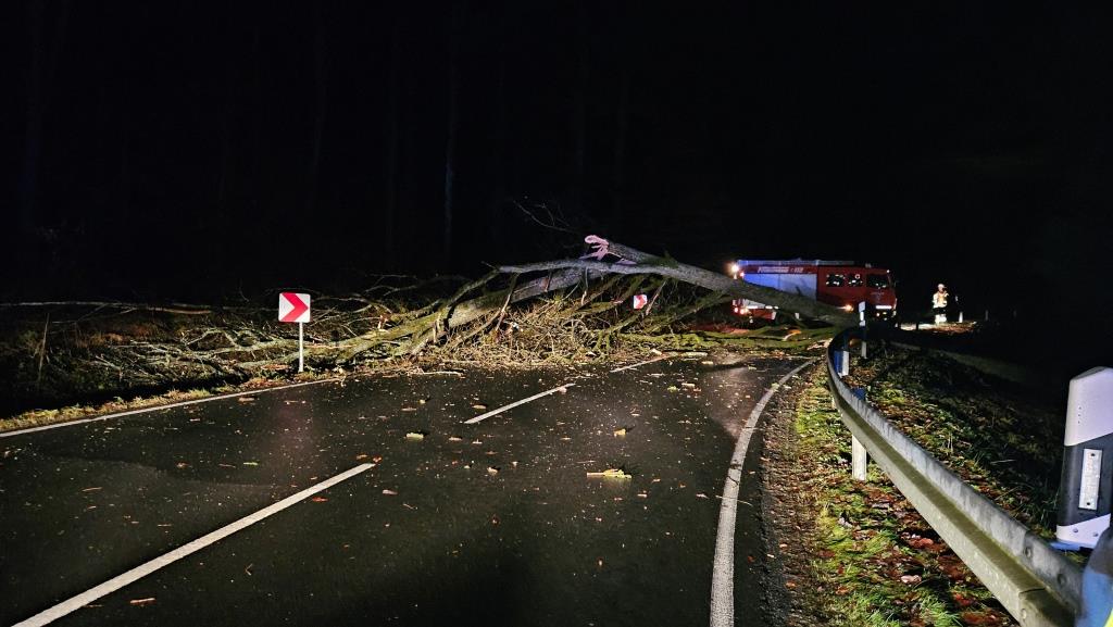 H 1 Baum auf Strasse 2023 019