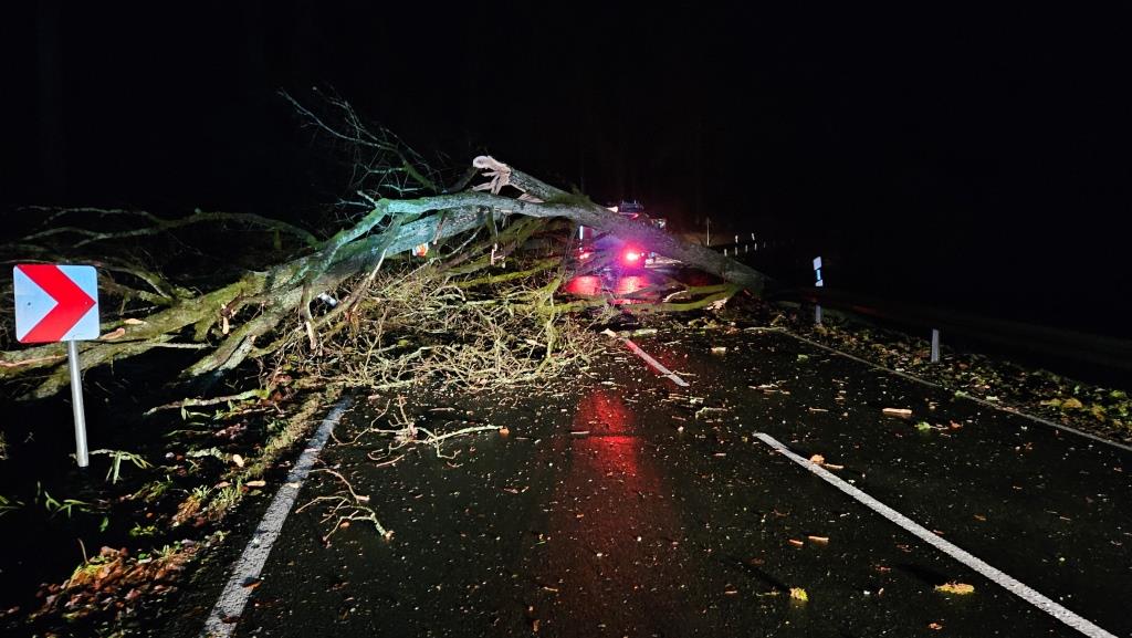 H 1 Baum auf Strasse 2023 020