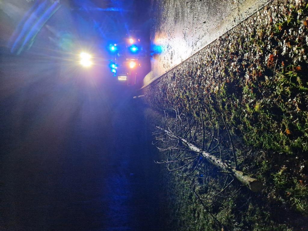 H 1 Baum auf Strasse 2023 024