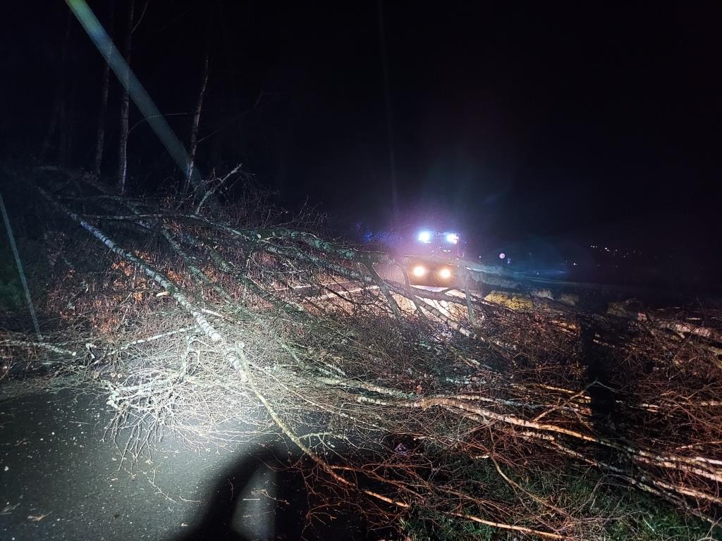 H 1 Baum auf Strasse 2023 026