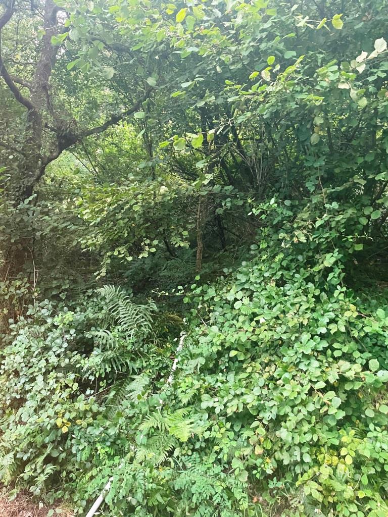 F 1 Wald 2024 012