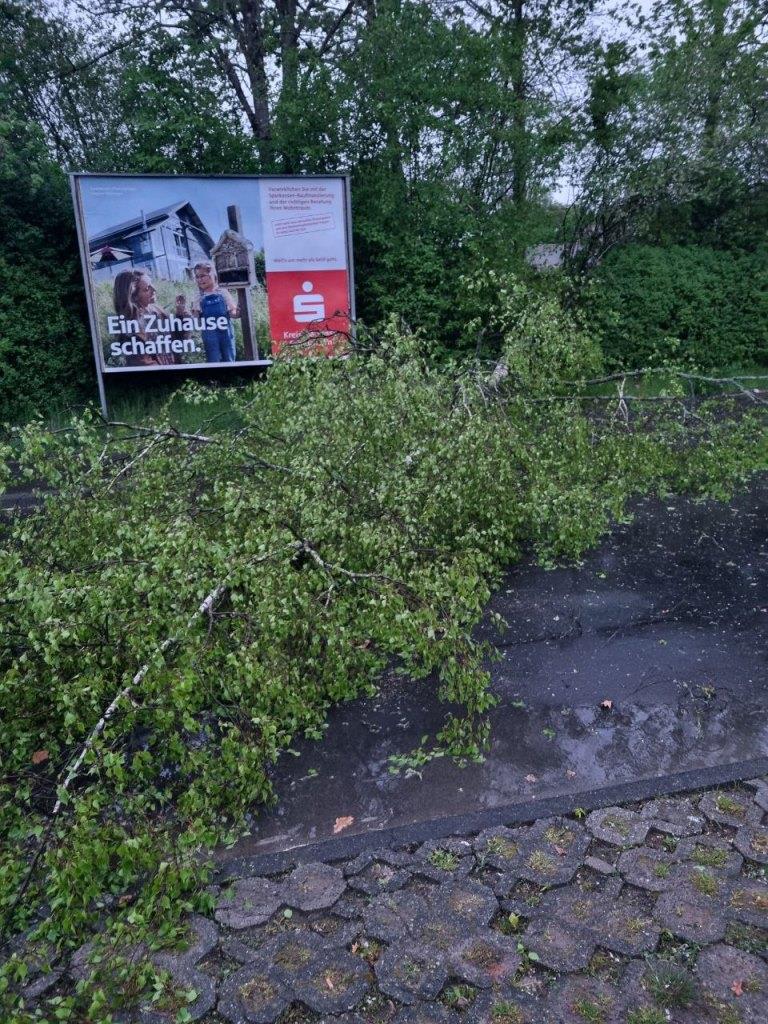 H 1 Baum auf Strasse 2024 001