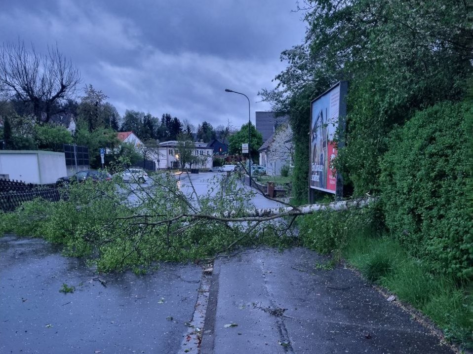 H 1 Baum auf Strasse 2024 002