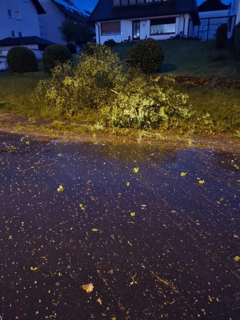 H 1 Baum auf Strasse 2024 003