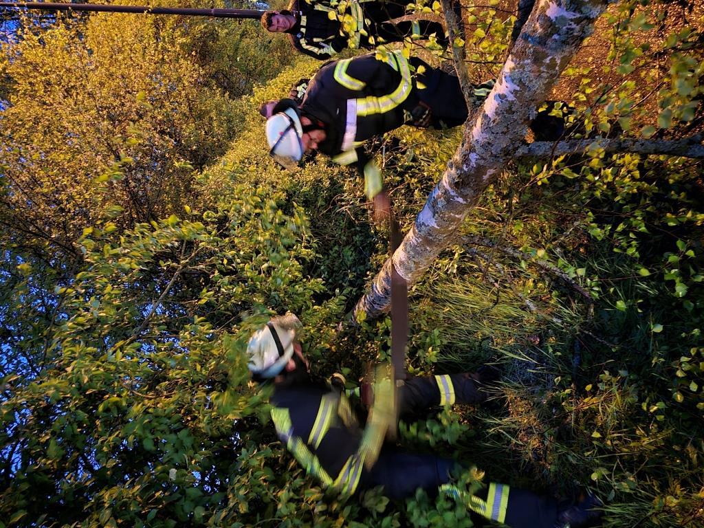 H 1 Baum auf Strasse 2024 004