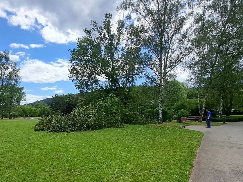 H 1 Droht Baum zu fallen 2024 004