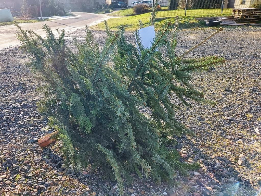 JF BSS Weihnachtsbaum Einsammeln 2025 050