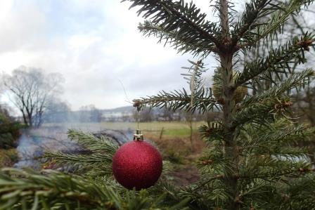 JF Aktion Weihnachtsbaum Einsammeln 2017 017