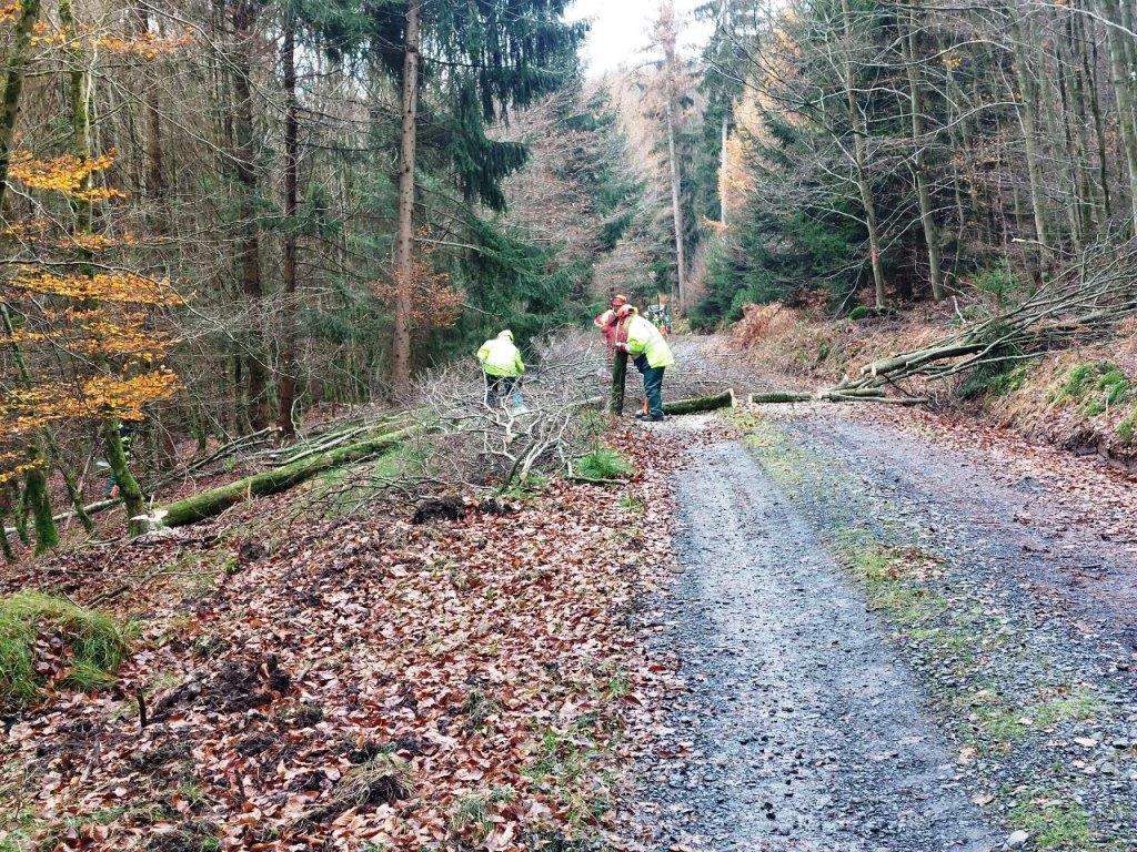 FF MKK Motorkettensaegen Lehrgang 2024 003
